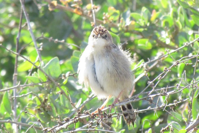 Half-day birdwatching at Alvor dunes - A beach finish with a drink or ice cream