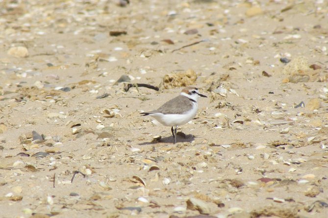 Half-day birdwatching at Alvor dunes - Weather, comfort, and the right expectations