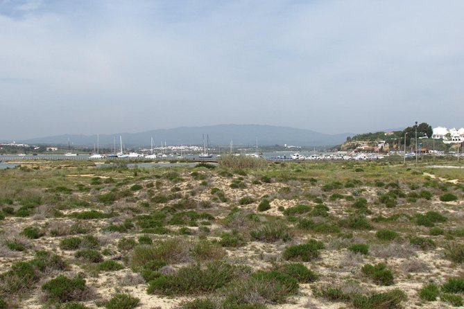 Half-day birdwatching at Alvor dunes - Starting at A Rocha LifeCruzinha