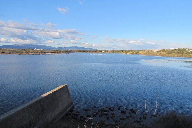 Half-day birdwatching at the Abicada marshed - What you might see in one morning