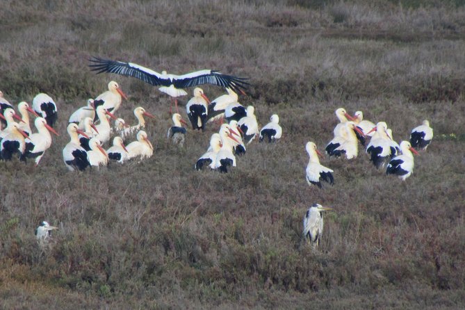 Half-day birdwatching at the Abicada marshed - Guillaume’s guiding makes the outing accessible