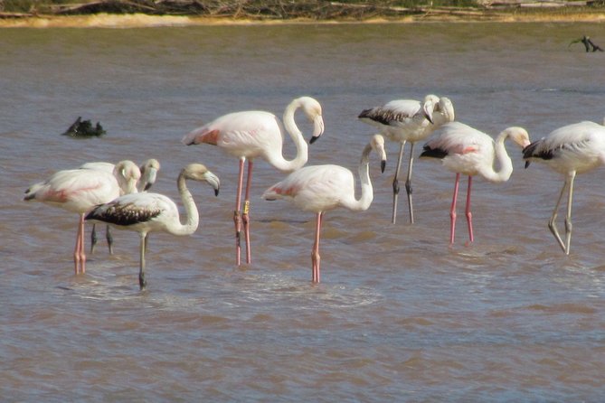 Half-day birdwatching at the Abicada marshed - How the small group affects the experience