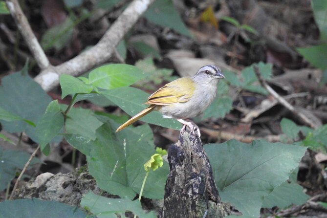 Half-Day Birdwatching Puerto Morelos - Quick points about this Puerto Morelos birding tour