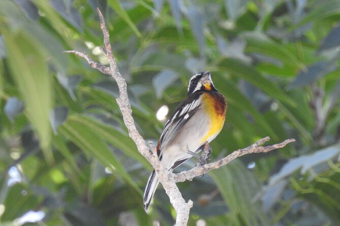 Half-Day Birdwatching Puerto Morelos - Walking the Ruta de los Cenotes