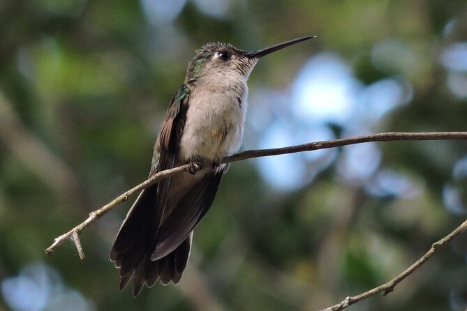 Half-Day Birdwatching Puerto Morelos - A small group makes a real difference