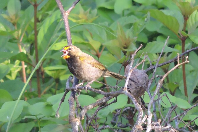 Half-Day Birdwatching Puerto Morelos - How much value do you get for $135?
