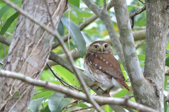 Half-Day Birdwatching Puerto Morelos - What the physical effort feels like