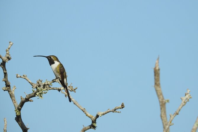 Half-Day Birdwatching Puerto Morelos - The guide is central to the experience