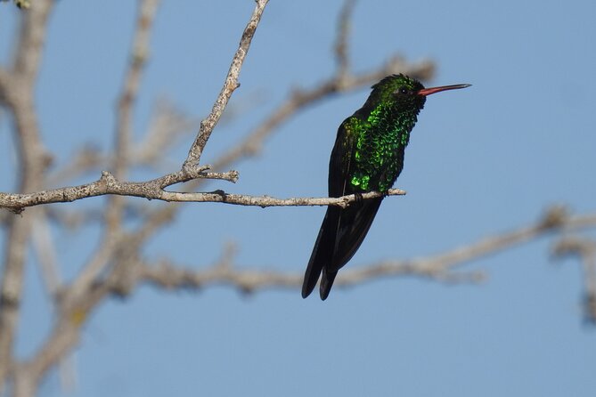 Half-Day Birdwatching Puerto Morelos - What to bring and how to prepare