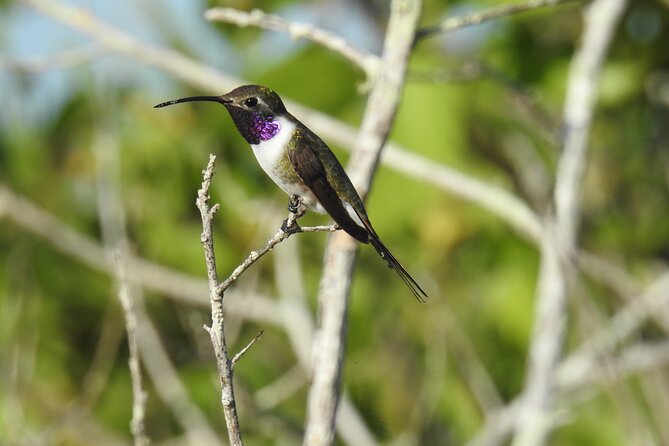 Half-Day Birdwatching Puerto Morelos - What you might actually see
