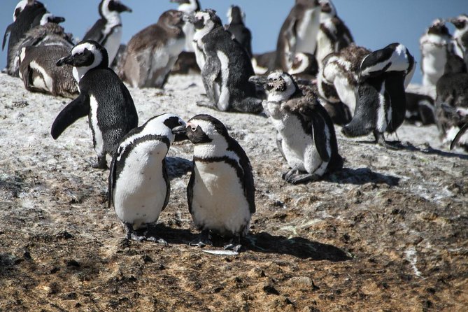 Half Day Boulders Penguins and Cape Point Small Group Tour - Who Should Book This Tour?