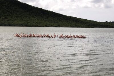 Half Day Hato Cave, Flamingo & Beach Tour