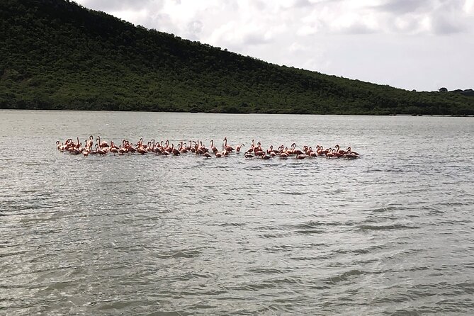 Half Day Hato Cave, Flamingo & Beach Tour - Inside Hato Caves, the most substantial stop