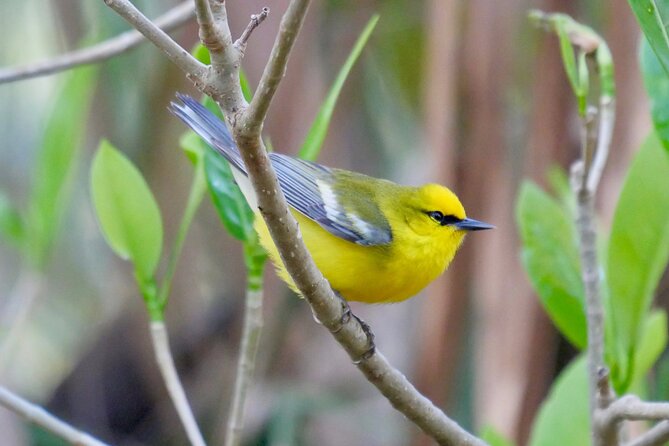 Half-Day Private Bird Tour of Fort De Soto Park in St. Petersburg - 2 person max - Why Fort De Soto Works So Well for Birding