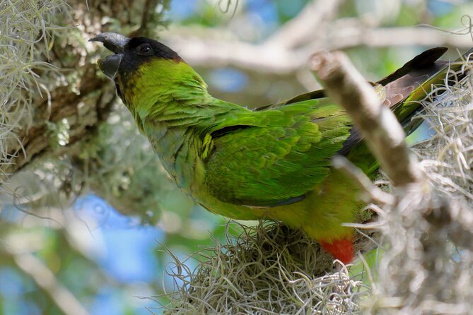 Half-Day Private Bird Tour of Fort De Soto Park in St. Petersburg - 2 person max - Sunrise on the North Shore Beach
