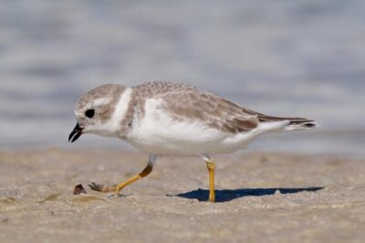 Half-Day Private Bird Tour of Fort De Soto Park in St. Petersburg – 2 person max