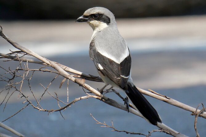 Half-Day Private Bird Tour of Fort De Soto Park in St. Petersburg - 2 person max - What Your Guide Adds to the Morning