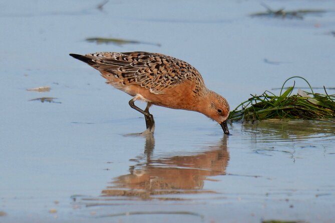 Half-Day Private Bird Tour of Fort De Soto Park in St. Petersburg - 2 person max - Snacks, Water, and Lunch Planning