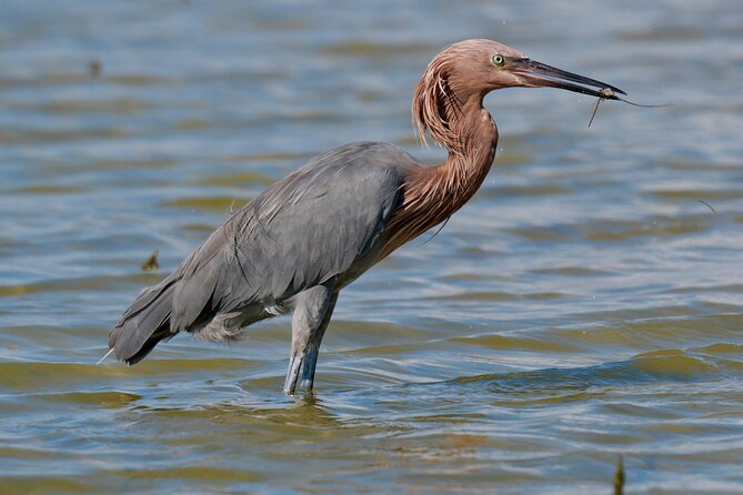 Half-Day Private Bird Tour of Fort De Soto Park in St. Petersburg - 2 person max - Cost and Who Gets Good Value