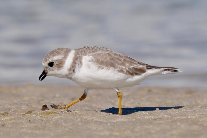 Half-Day Private Bird Tour of Fort De Soto Park in St. Petersburg - 2 person max - The Fort Area and Its Paved Walking