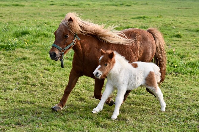Half Day Private Tour with Puffins, Ponies and Past Shetland - Why this route works for a short Shetland visit