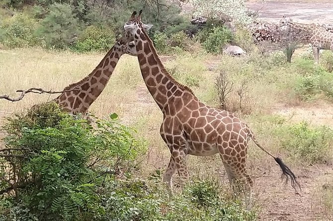Haller Park Tour observing hippos, giraffes, birds, monkeys, crocs & others - Starting from your Mombasa hotel