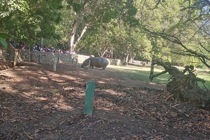 Haller Park Tour observing hippos, giraffes, birds, monkeys, crocs & others - Watching hippos during their feeding time