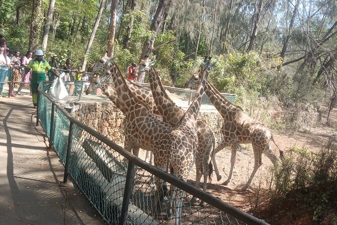 Haller Park Tour observing hippos, giraffes, birds, monkeys, crocs & others - Crocodiles, buffalo, and other large animals
