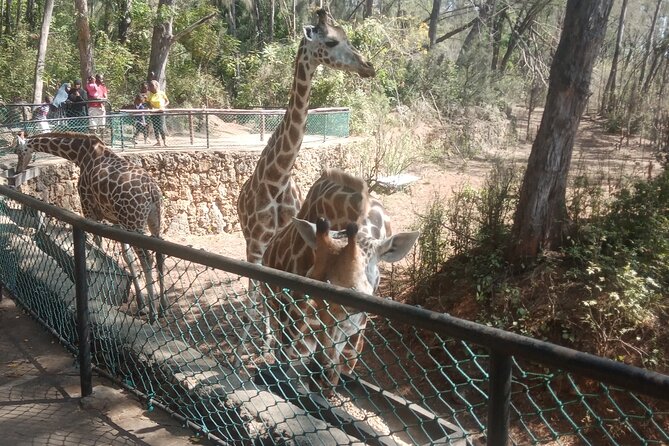 Haller Park Tour observing hippos, giraffes, birds, monkeys, crocs & others - Why the birdlife and smaller animals matter
