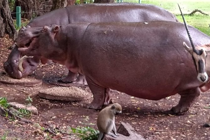 Haller Park Tour observing hippos, giraffes, birds, monkeys, crocs & others - Giraffe feeding gives the visit its clearest highlight
