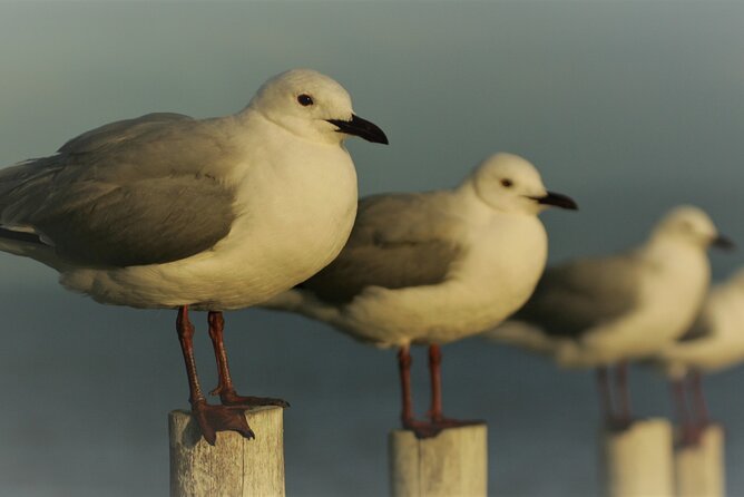 Hermanus & Overberg Birding - Meeting at the Whale Museum at 6:30 am