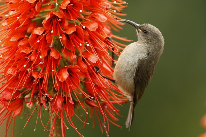 Hermanus & Overberg Birding - Inside the air-conditioned vehicle