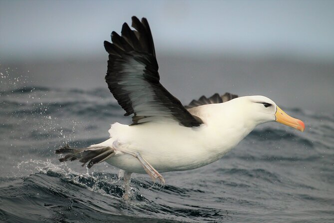Hermanus & Overberg Birding - What three hours can realistically deliver