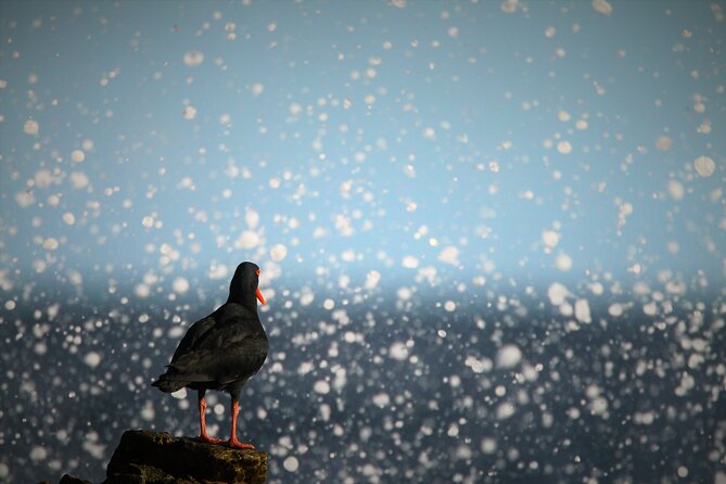 Hermanus & Overberg Birding - Is R1200 per person good value?