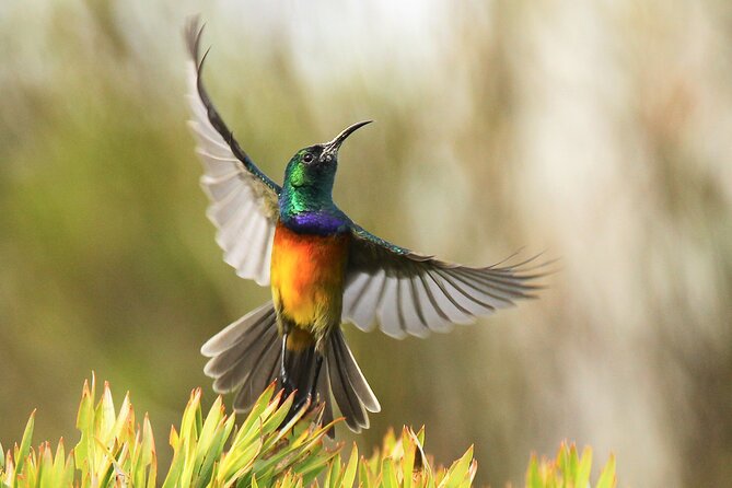 Hermanus & Overberg Birding - Coastal scrub and mountain fynbos