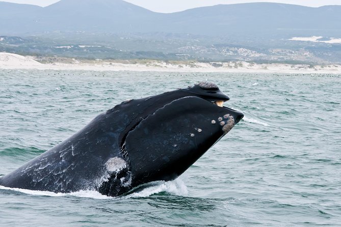 Hermanus Whale Watching & Penguins Shared Tour from Cape Town - Key points to know before booking