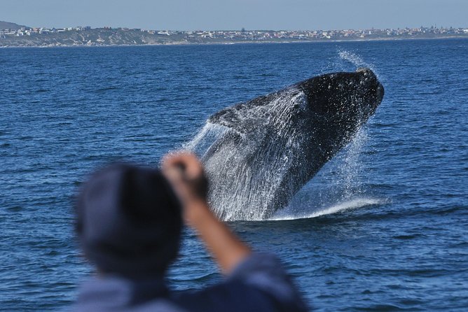 Hermanus Whale Watching & Penguins Shared Tour from Cape Town - Why the Hermanus pairing works