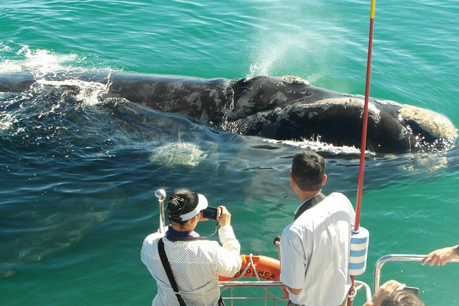Hermanus Whale Watching & Penguins Shared Tour from Cape Town - What the whale cruise may feel like