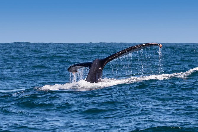 Hermanus Whale Watching & Penguins Shared Tour from Cape Town - Lunch at Fusion Restaurant
