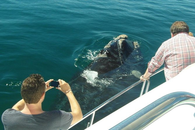 Hermanus Whale Watching & Penguins Shared Tour from Cape Town - Stony Point and its African penguins
