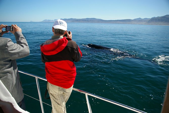 Hermanus Whale Watching & Penguins Shared Tour from Cape Town - Guides can make or break the road time