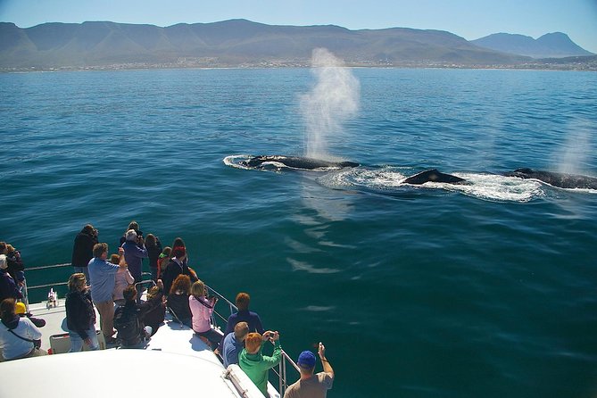 Hermanus Whale Watching & Penguins Shared Tour from Cape Town - Price and what you receive for $144.54