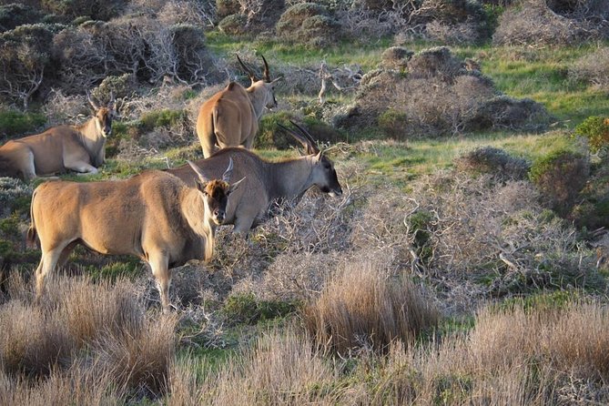 Hiking Cape of Good hope, Cape Point & Penguins Private Full Day - What you get for $190.78