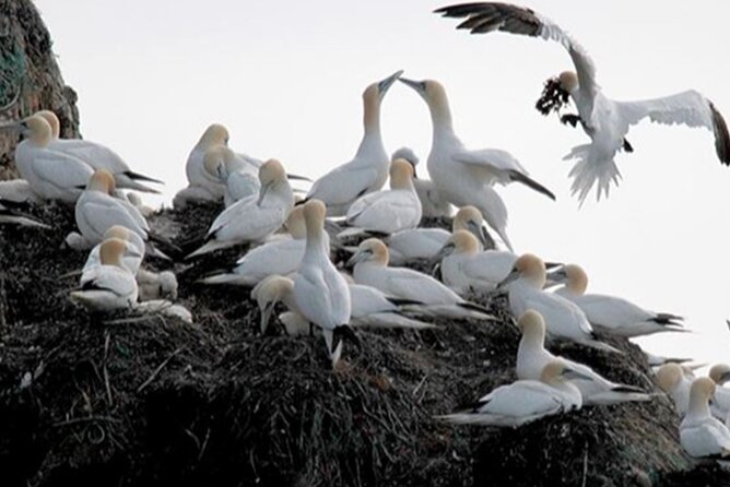 Honningsvåg Shore Bird Safari Adventure - Key points to know before booking