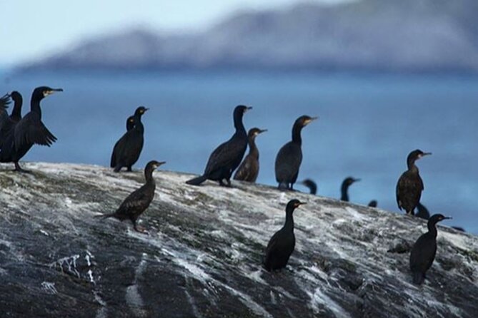 Honningsvåg Shore Bird Safari Adventure - Why Gjesværstappan is worth the trip
