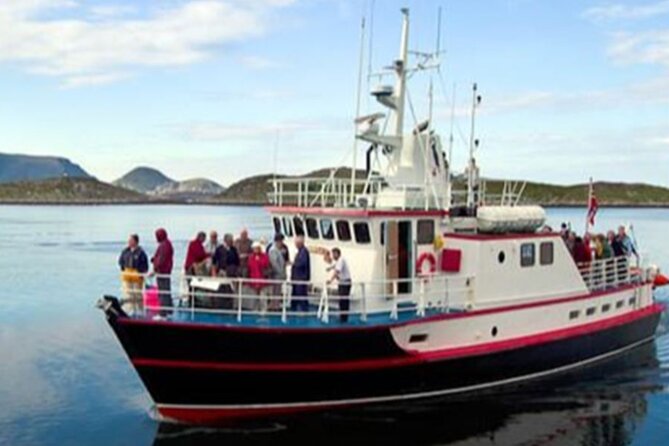 Honningsvåg Shore Bird Safari Adventure - A short look at the fishing village of Gjesvær