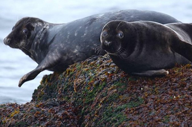 Honningsvåg Shore Bird Safari Adventure - Staying warm in Arctic weather