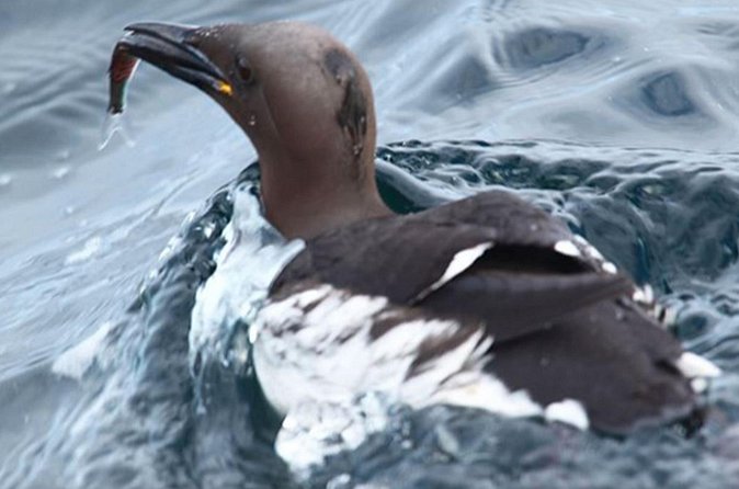 Honningsvåg Shore Bird Safari Adventure - Puffins, eagles, and the full bird list