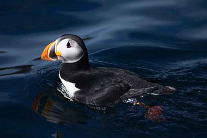 Honningsvåg Shore Bird Safari Adventure - Does the group size match the promise?