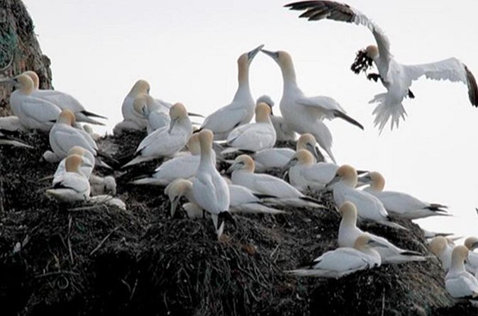Honningsvåg Shore Bird Safari Adventure - Is $306.51 a fair price?